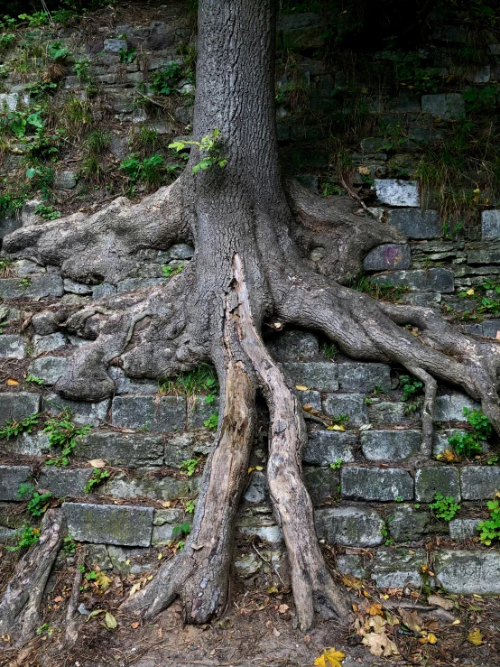 a tree grows its  in a rock wall