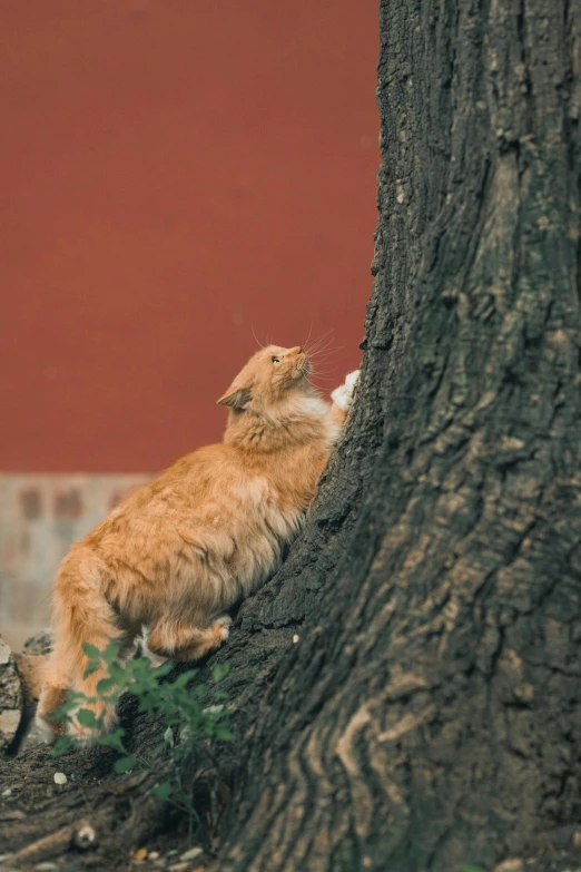 an orange cat is looking up and out of a tree