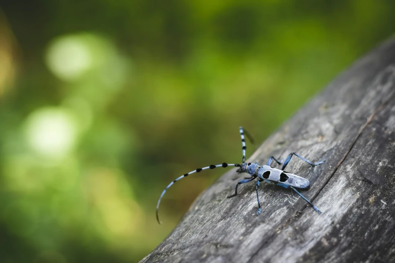 an insect sits on a tree trunk with no leaf on it