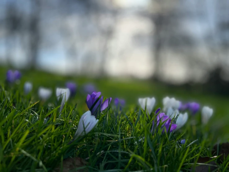 some purple and white flowers are growing in the grass