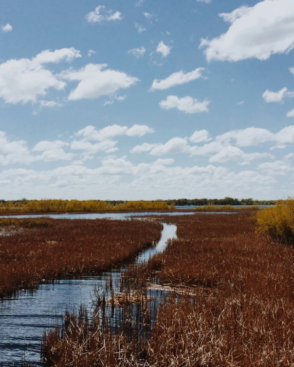 marsh with a stream running through it on a sunny day