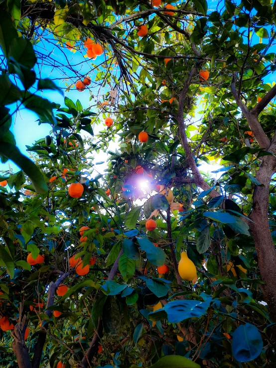 a grove of fruit trees in a forest