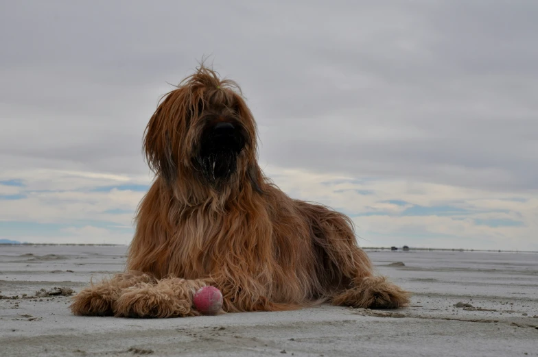 a very hairy dog is sitting on the beach