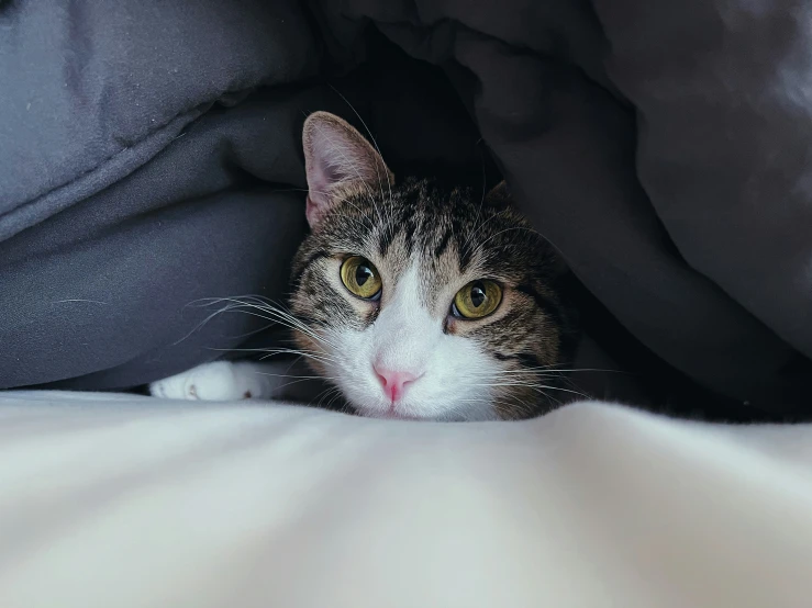 a cat looking directly into the camera while hiding under a blanket
