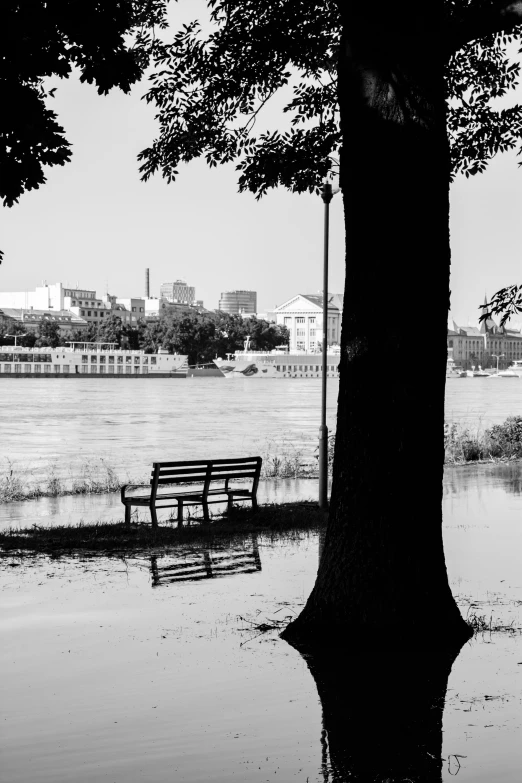 a bench under a tree near a body of water