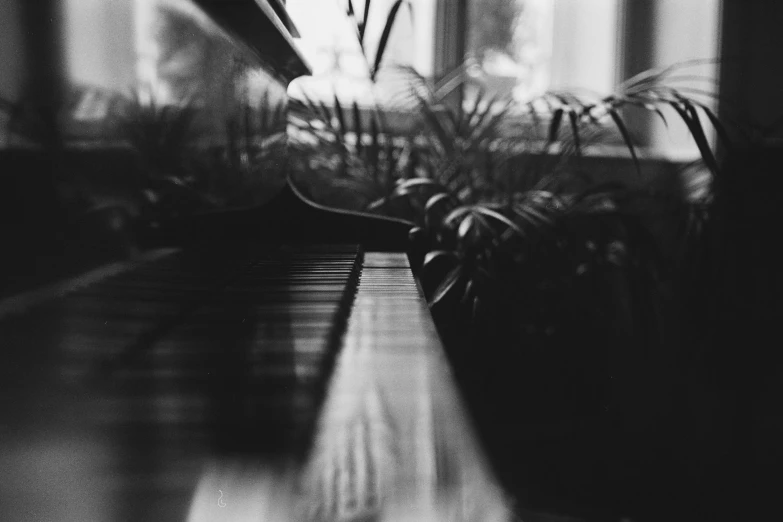 black and white pograph of a piano bench near plants