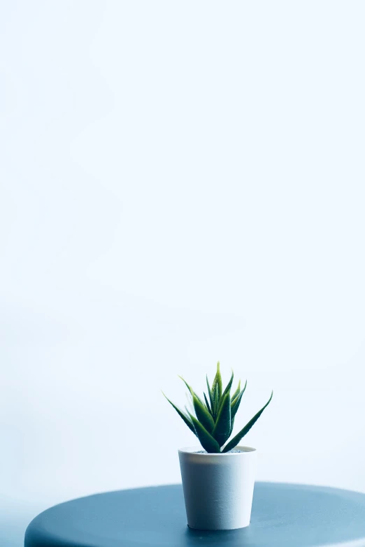 a single potted plant on top of a table