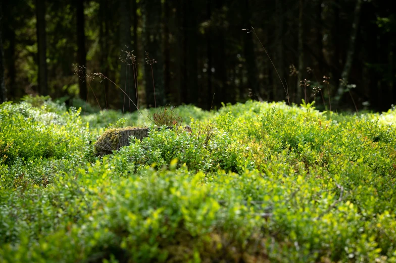 a picture of a small animal in the grass