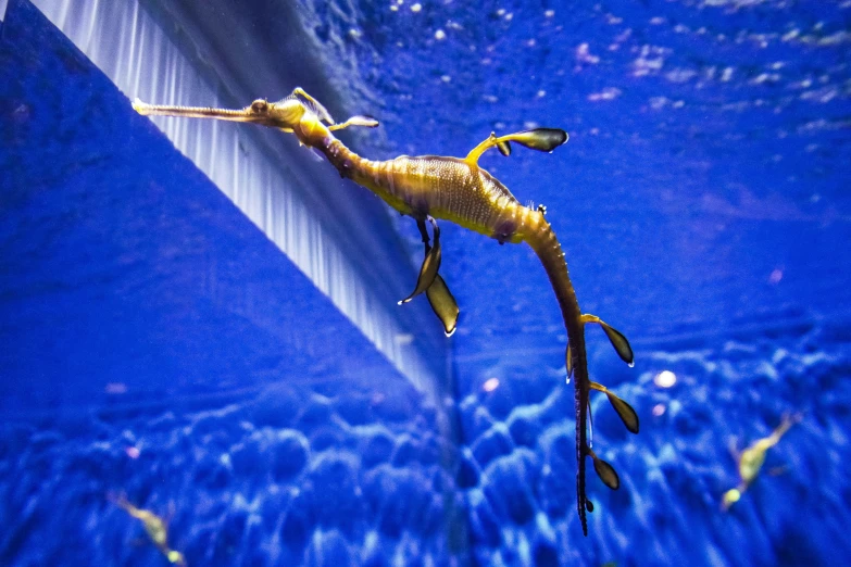 the seahorse swims beneath the surface of the blue water