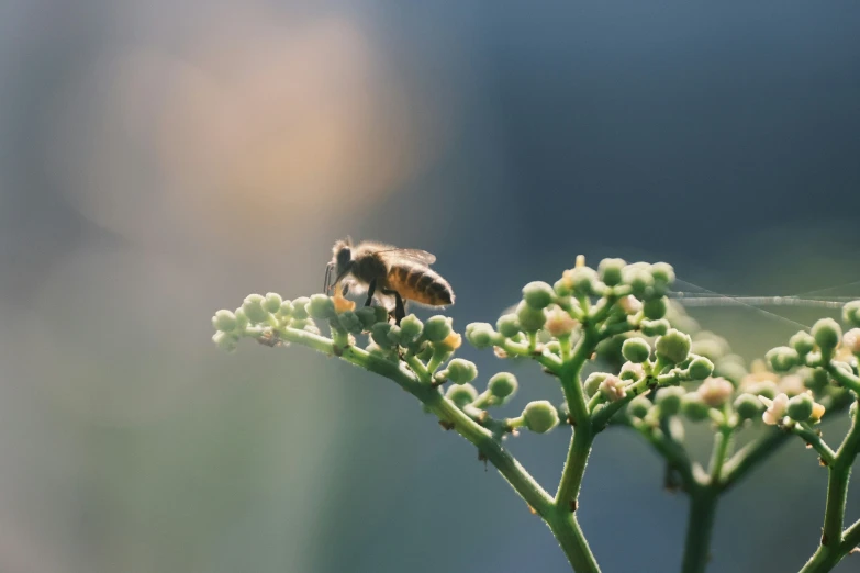 bee hovering on an upper part of a flowering plant