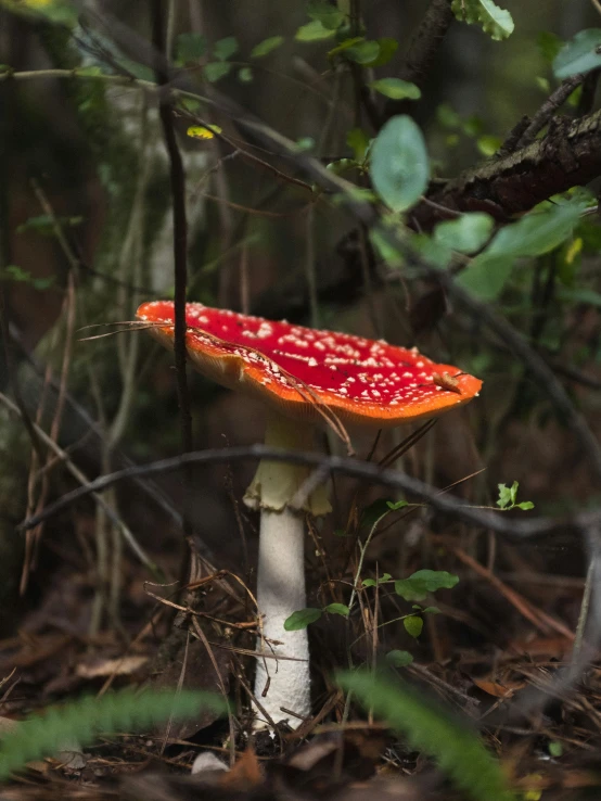 a small, red mushrooms in the middle of the forest