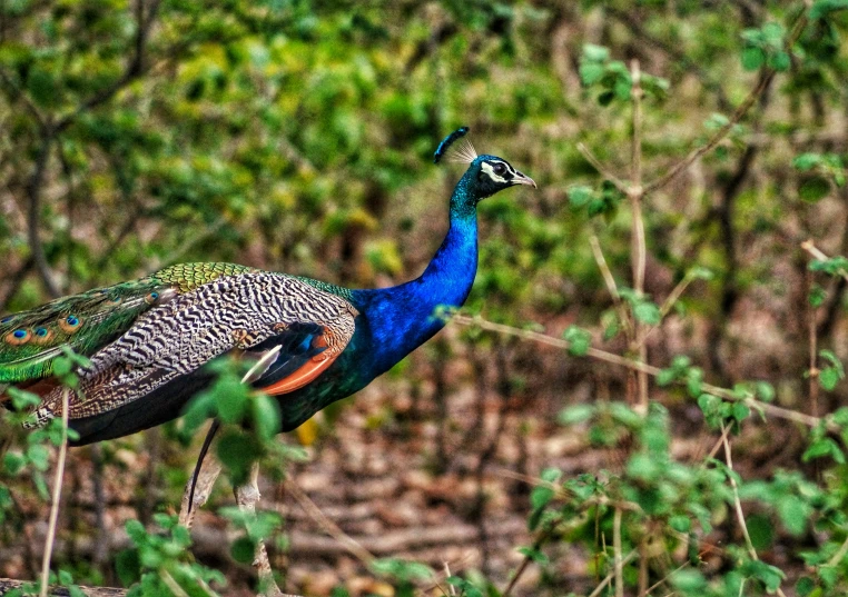 colorful bird in flight next to bushy vegetation