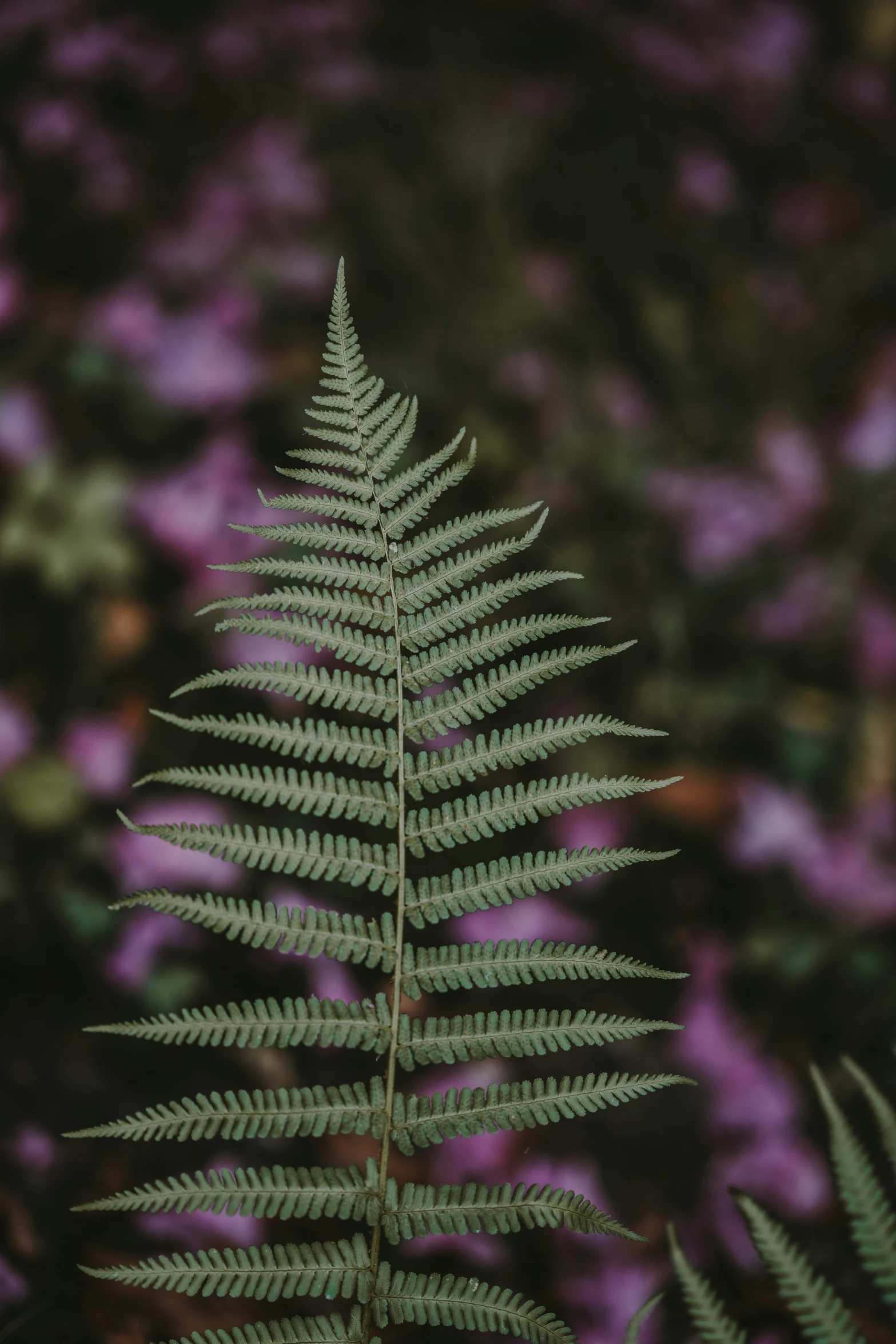 a large fern is next to a bunch of flowers