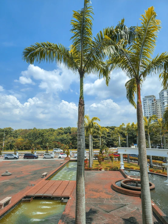 two trees and water feature in a tropical landscape