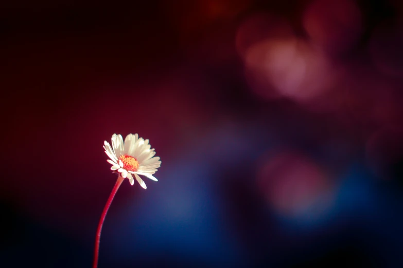 a white daisy with red and yellow centers