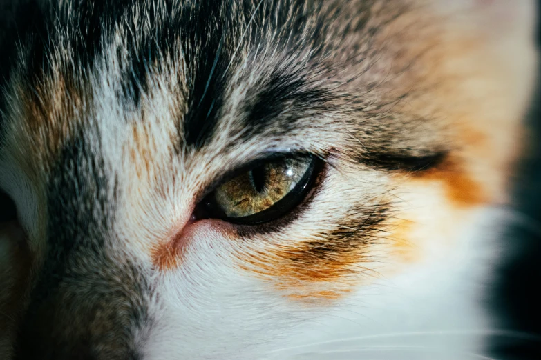 a close - up s of an orange and white cat's eye