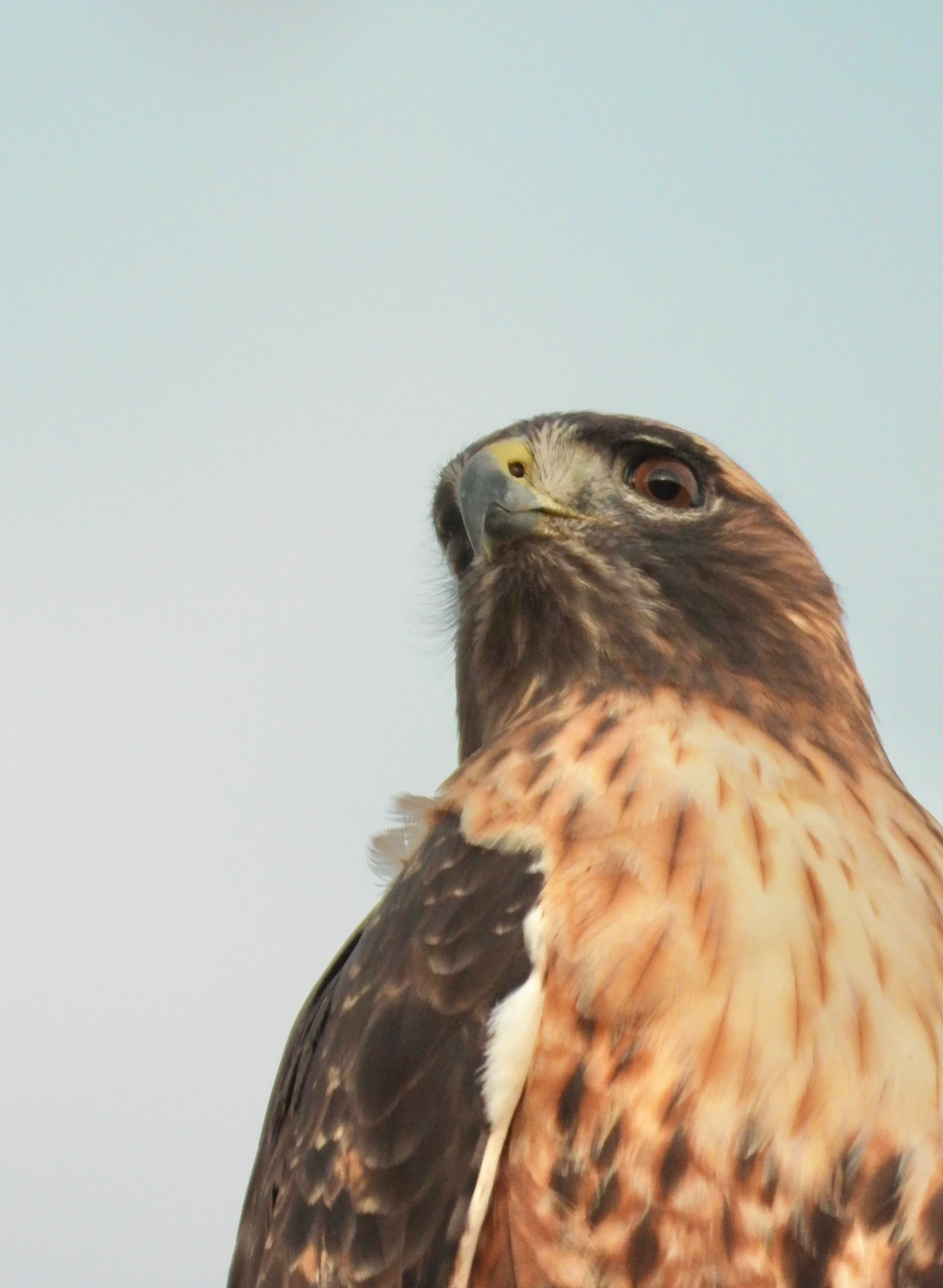 a close up po of an eagle looking at the sky