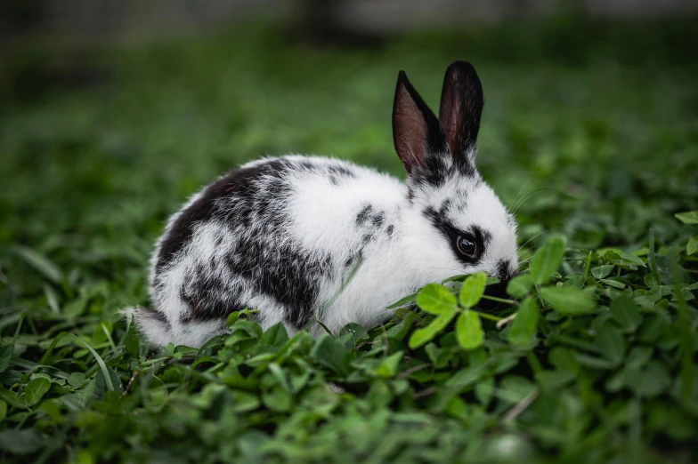 a small black and white rabbit is laying in some grass