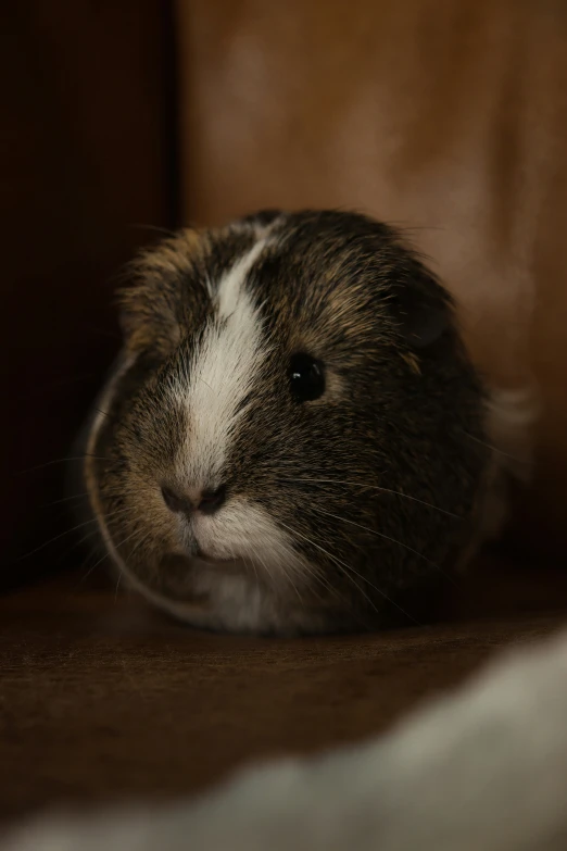 a very cute looking pet sitting on the ground