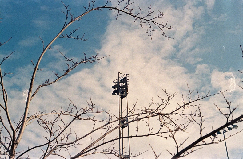 a cell phone tower is in the trees