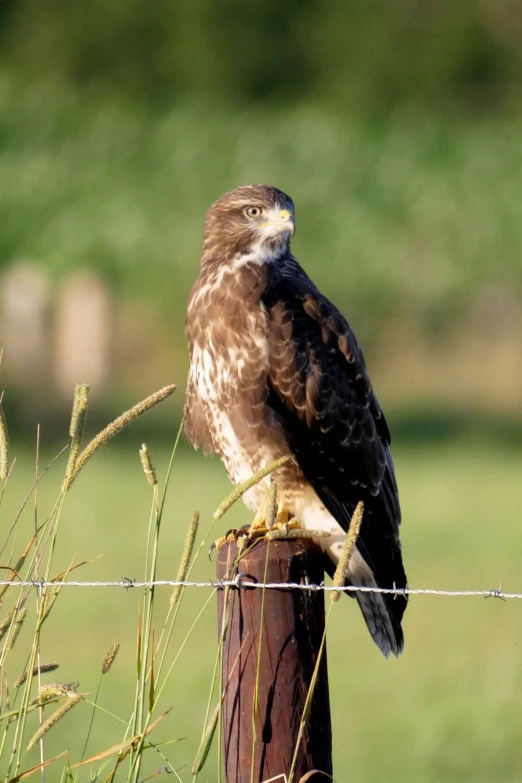 the bird is sitting on top of the wire fence