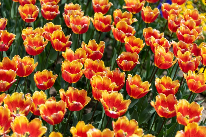 there are many very pretty flowers growing together