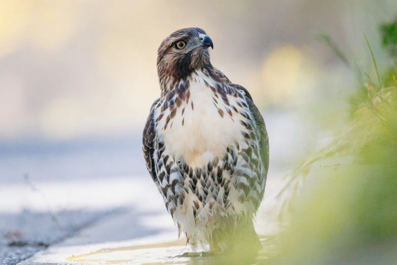 the bird is standing next to a tree