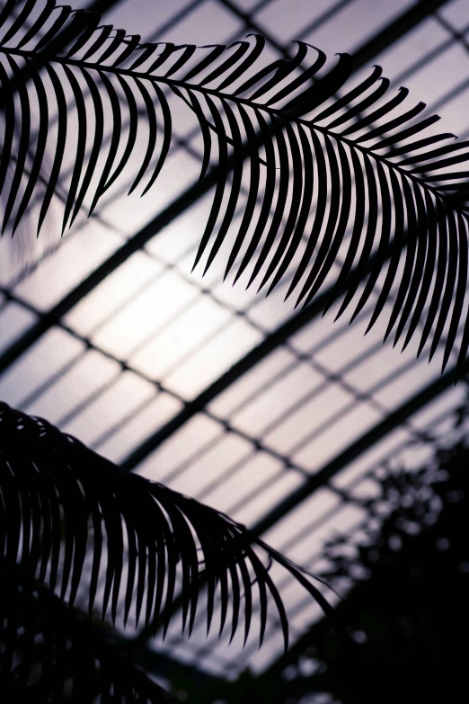 there is a palm tree leaf behind a roof