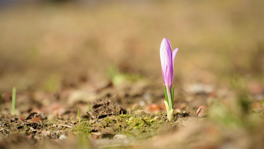 there is a small purple flower growing out of the ground