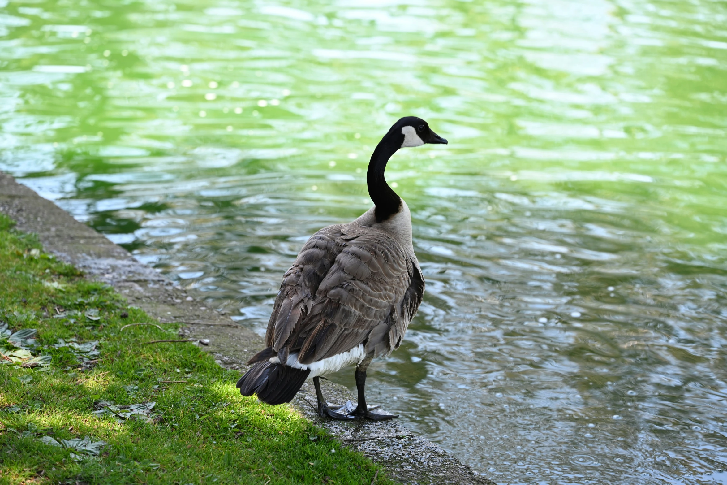 a bird standing on the side of a body of water