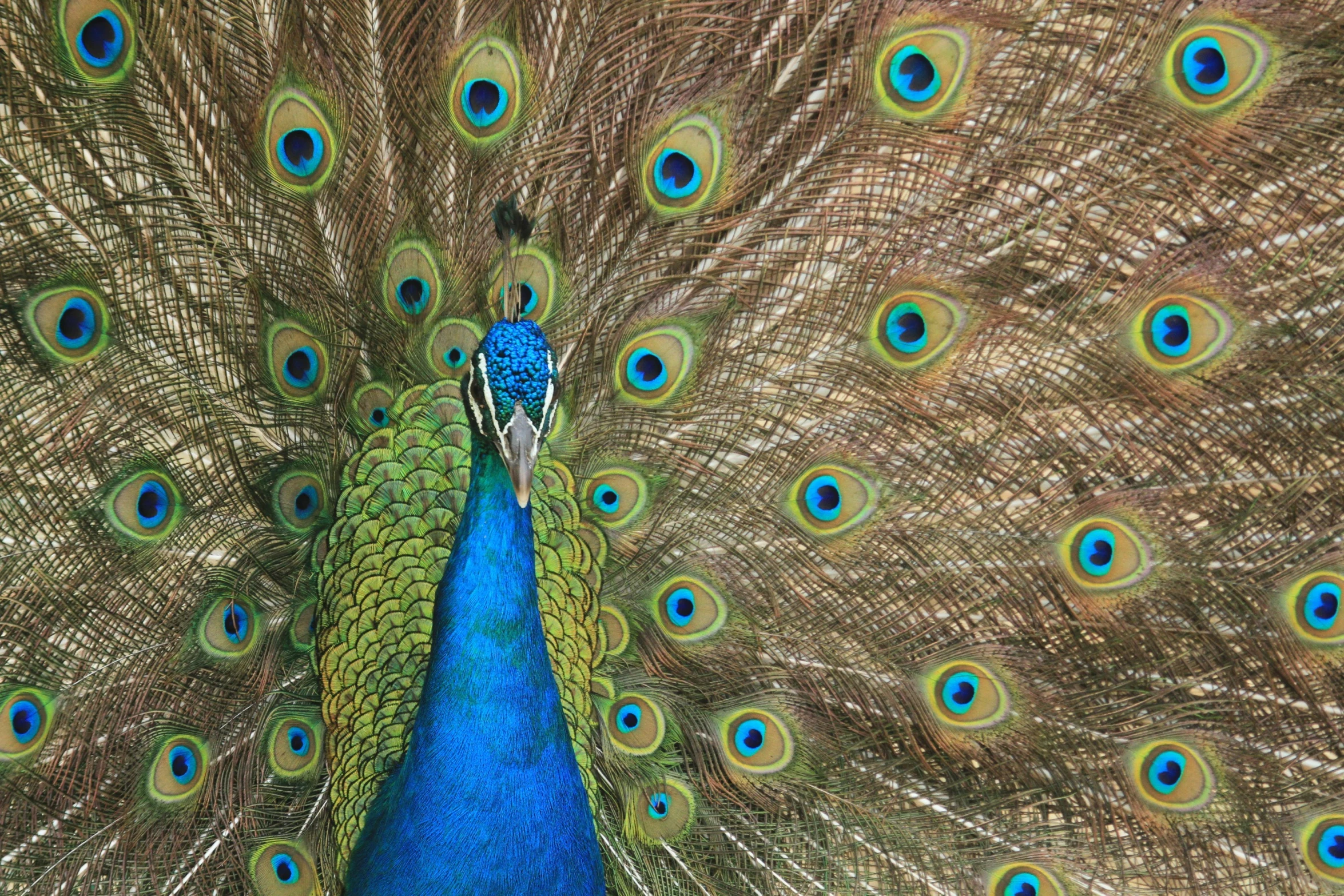 a peacock is standing open and displaying his feathers