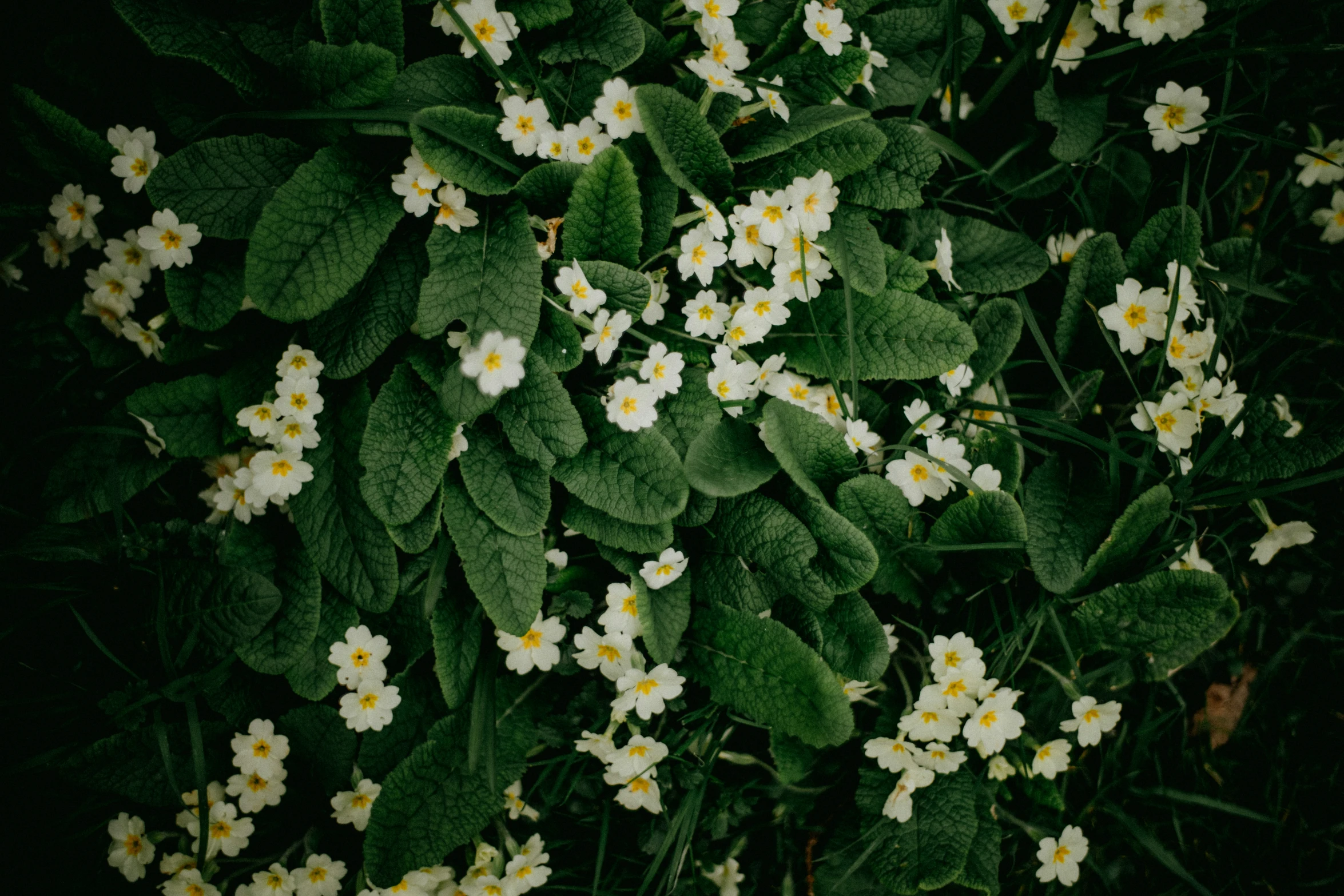 a large bunch of white and yellow flowers