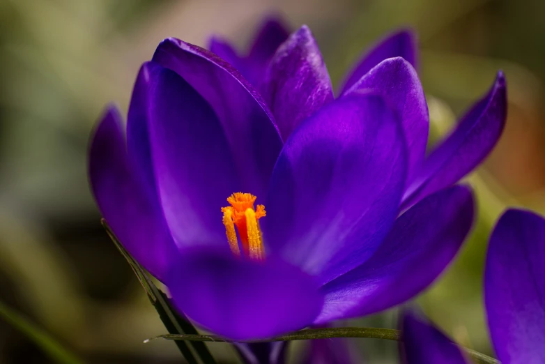 the purple flower has a red centre