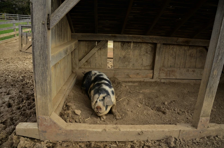 a small pig in the dirt under a covered area
