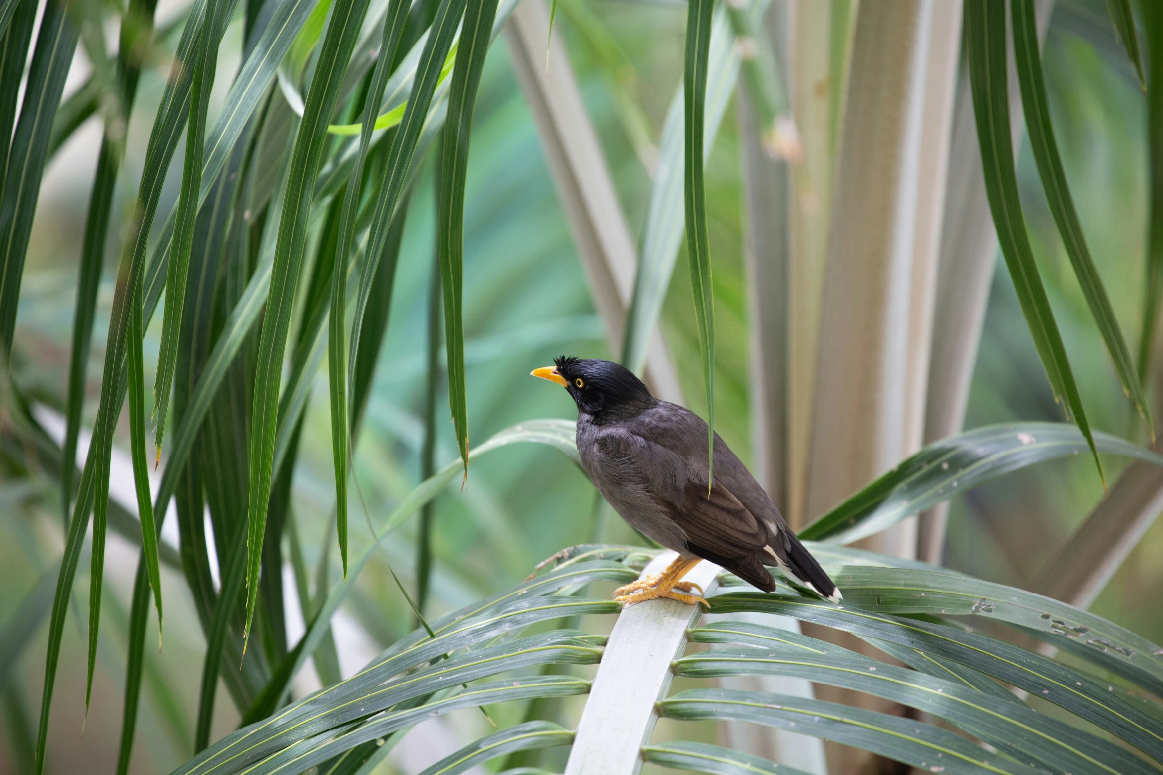 a small bird sitting on top of a leafy tree