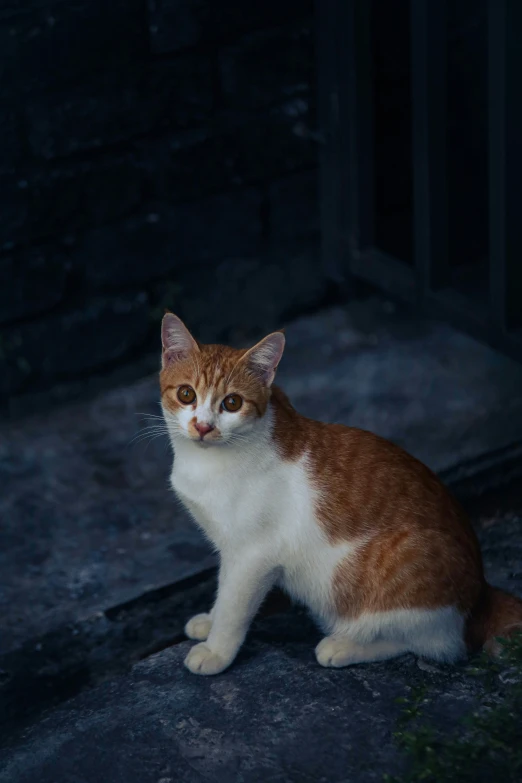 an orange and white cat sitting on top of a floor
