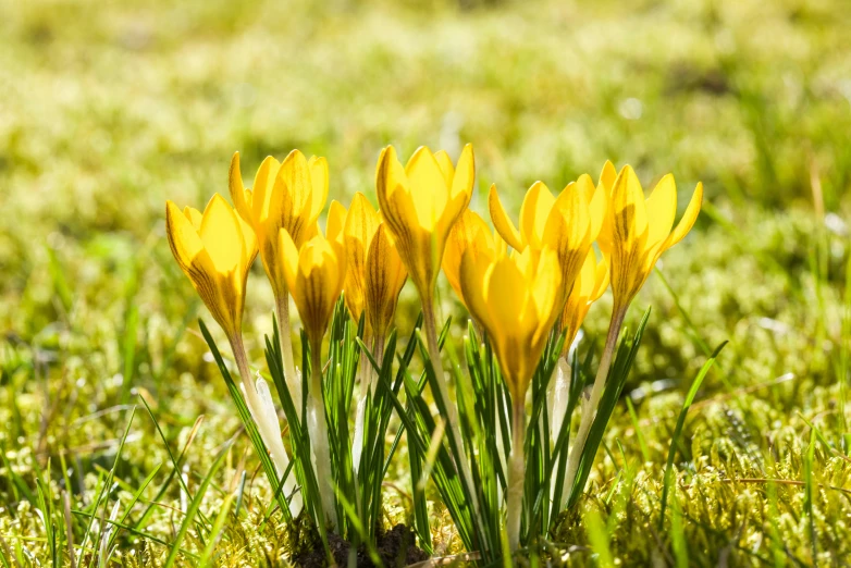 yellow flowers blooming in a field full of grass