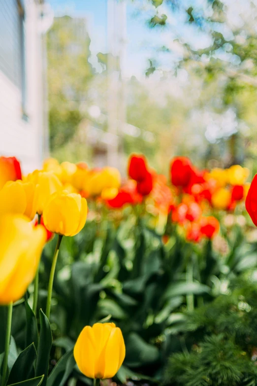 red and yellow tulips line the side of a house