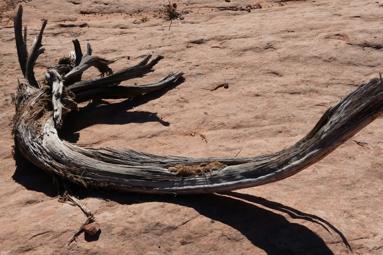 a large stick and some tree trunks on sand