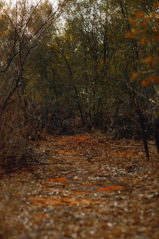 there is a small dirt road going through some trees