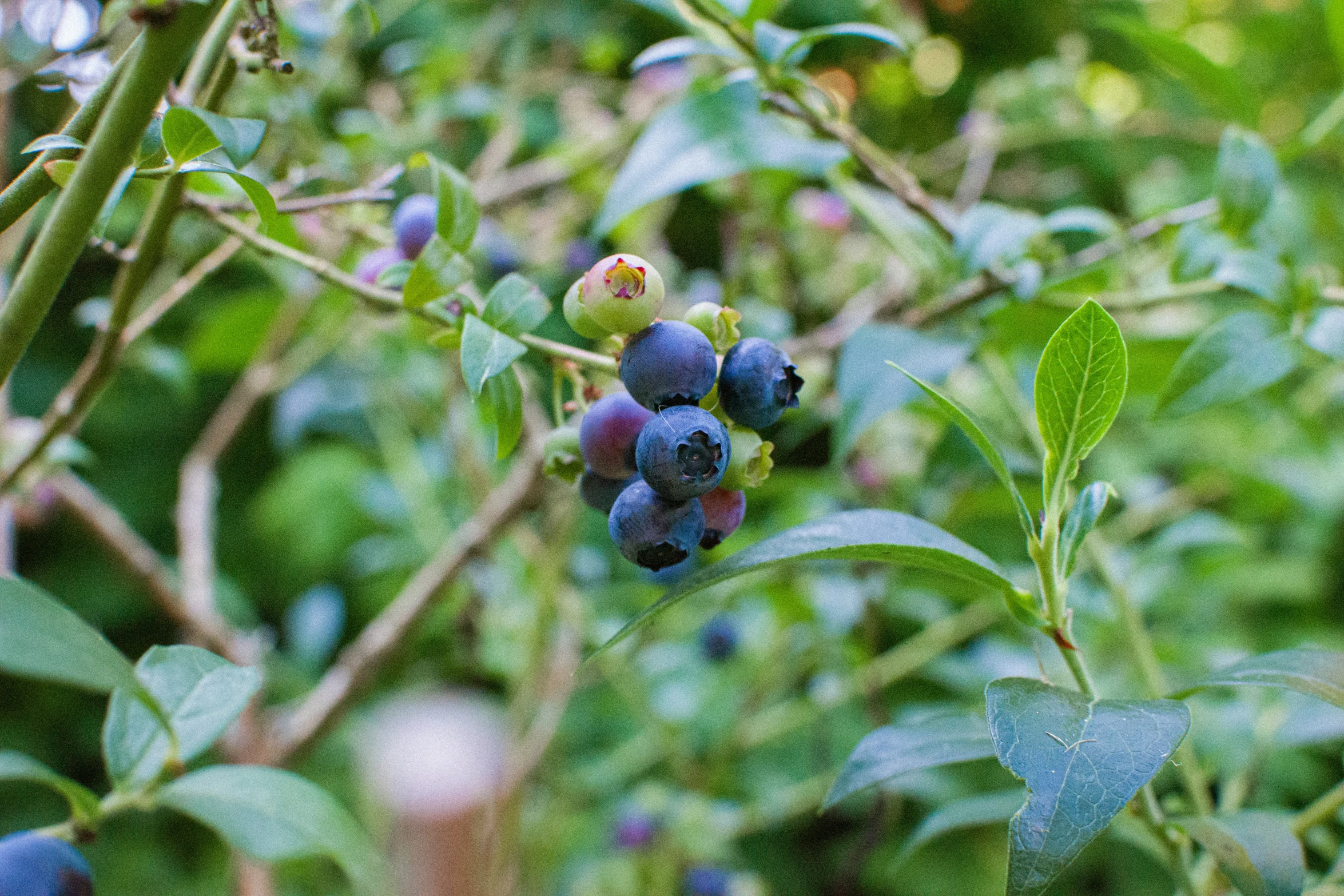 some purple berries on some plants and some leaves