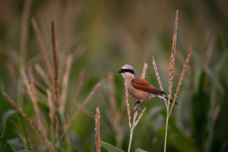 small bird sitting on tall grass during the day