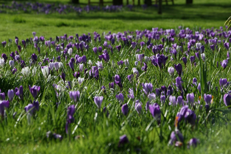 large field of crocx in grass with trees in background