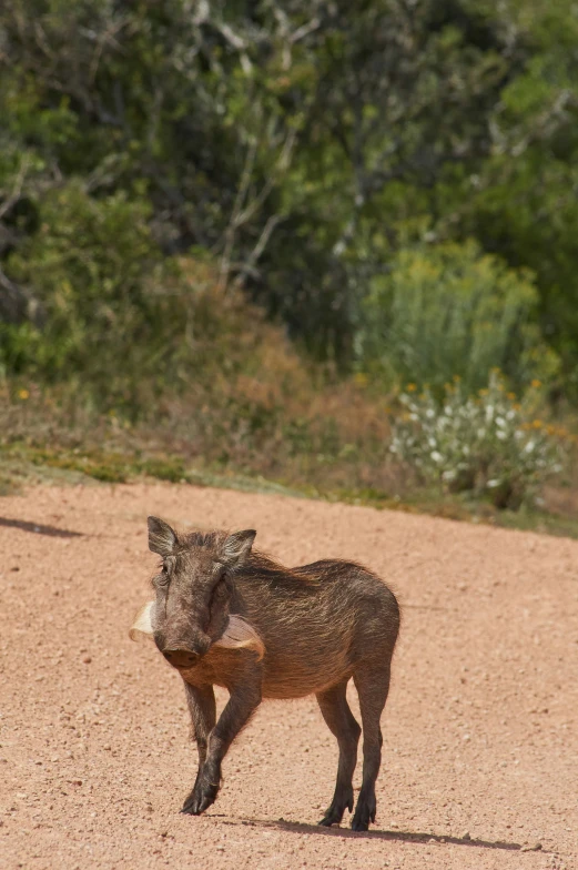 a young boar is coming out to play in the dirt