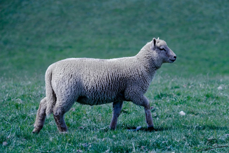 a sheep walking through an open field next to grass