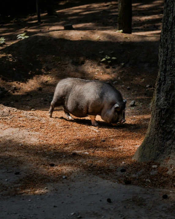 a pig grazes in the shade near a tree