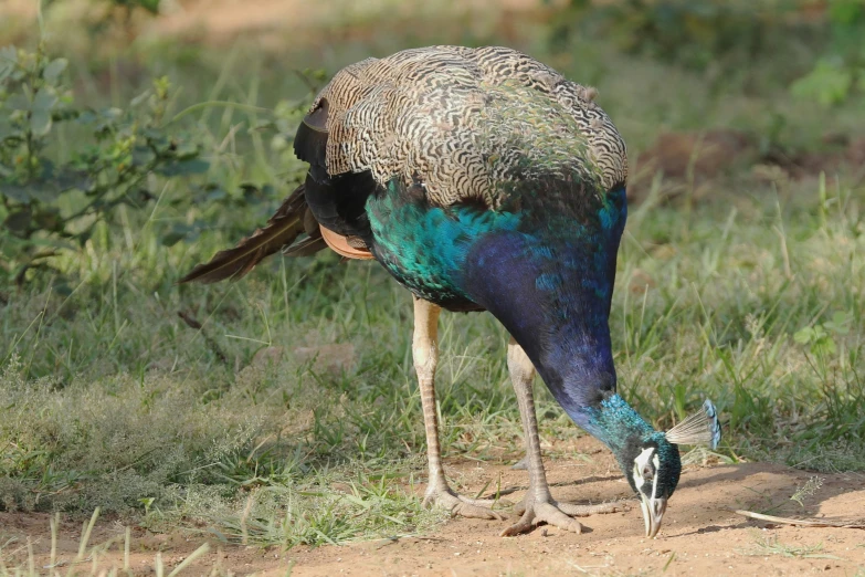 a close up of a peacock standing on a dirt ground