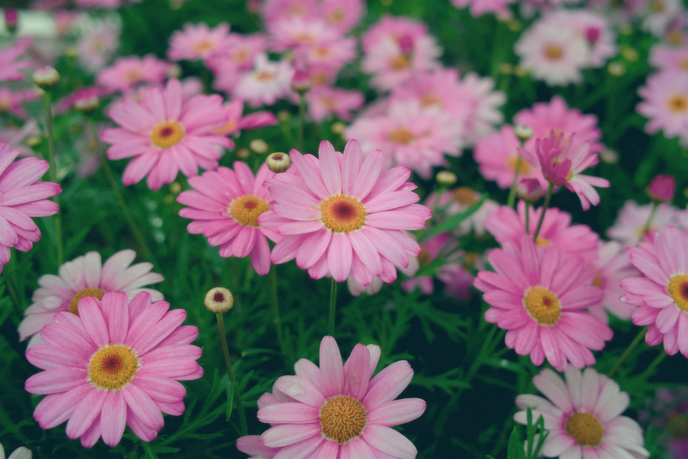 this field has many pretty flowers growing all around it