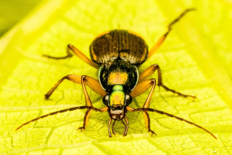 the two striped bug is sitting on the yellow flower