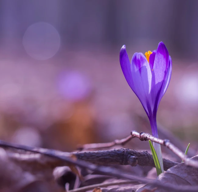 single purple flower sitting on the ground among leaves